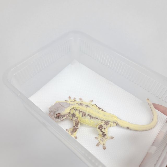 프라푸치노