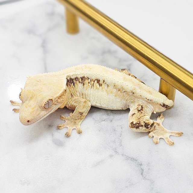 릴리화이트 트라이 화이트 화이트핀 화이트스팟