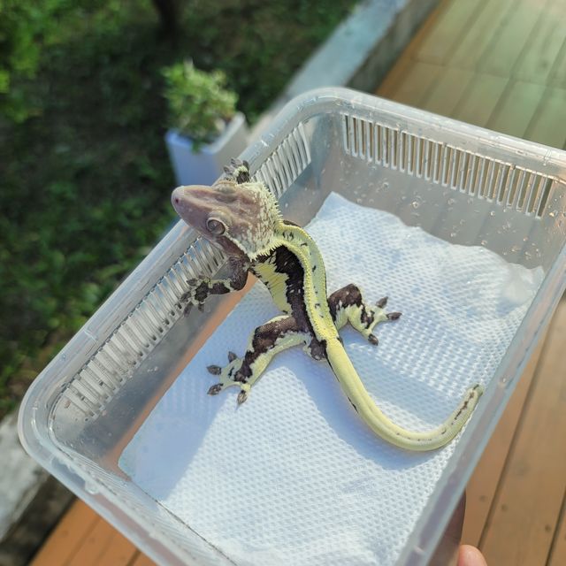 릴잔틱