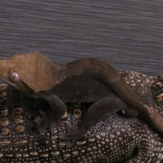 아잔틱