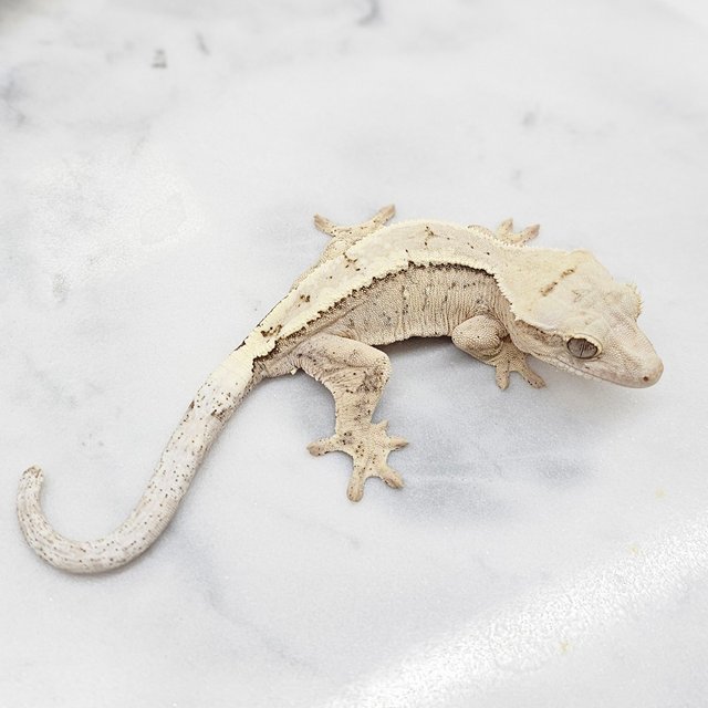 세이블 100%헷아잔틱