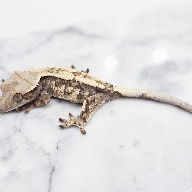 세이블 화이트크라운 화이트스팟