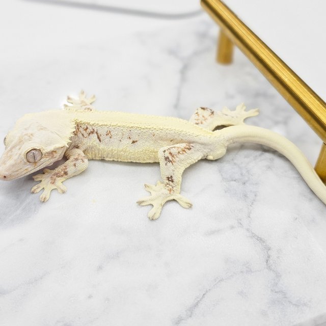 릴리 세이블 화이트핀 화이트스팟 화이트 화이트포트홀