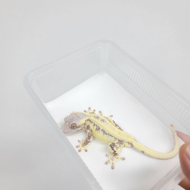 프라푸치노