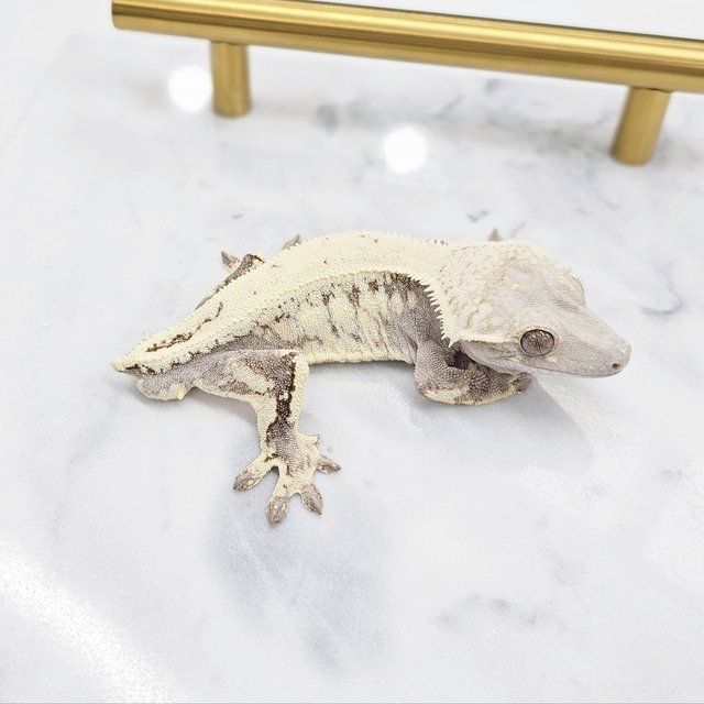 세이블 화이트핀 화이트포트홀 화이트크라운 화이트스팟 드리피