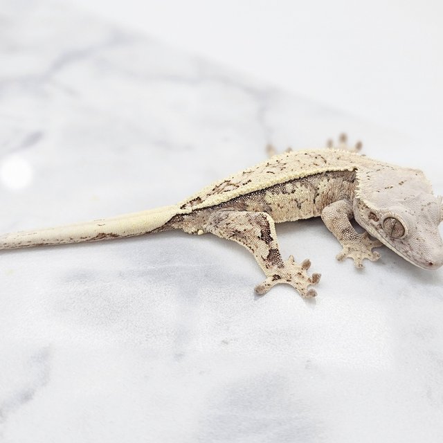 세이블 화이트핀 화이트크라운 화이트스팟 쿼드 풀핀