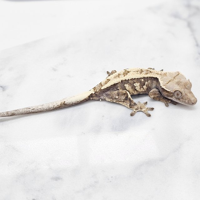 세이블 화이트크라운 화이트스팟