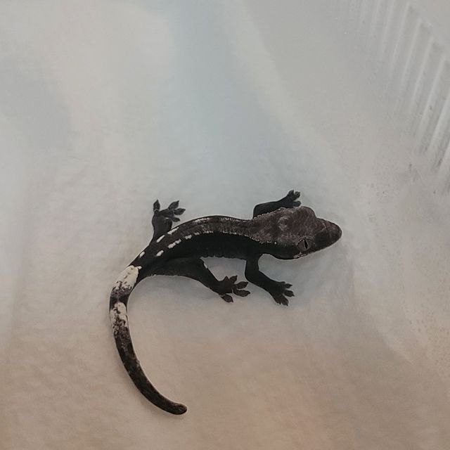 아잔틱