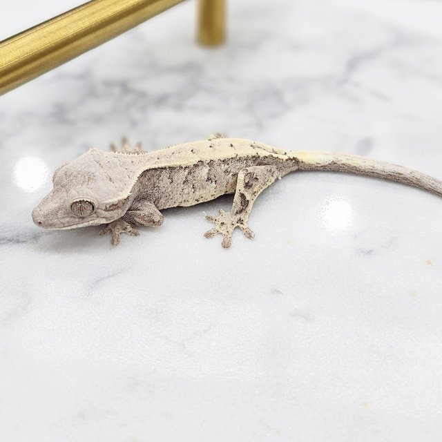 세이블 화이트포트홀 화이트핀 화이트스팟 드리피