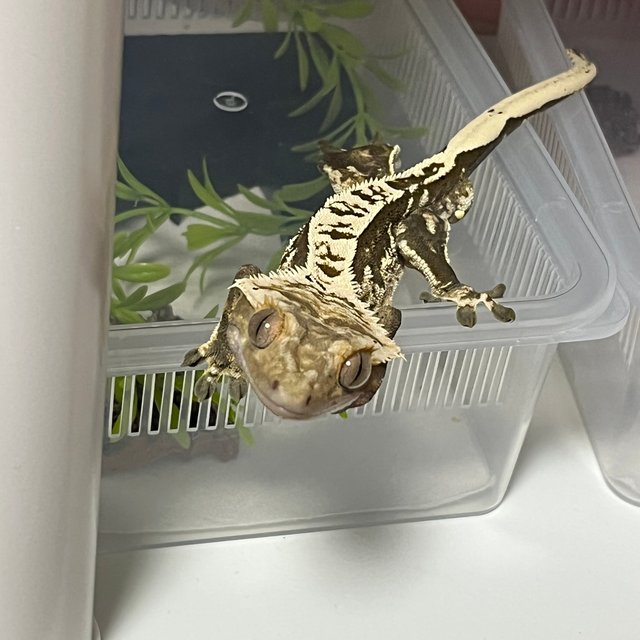 노멀 핀스트라이프