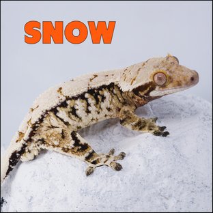 스노우