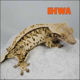 이화