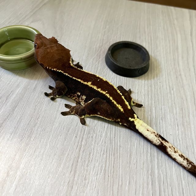 카푸치노 트라이 풀핀 쿼드