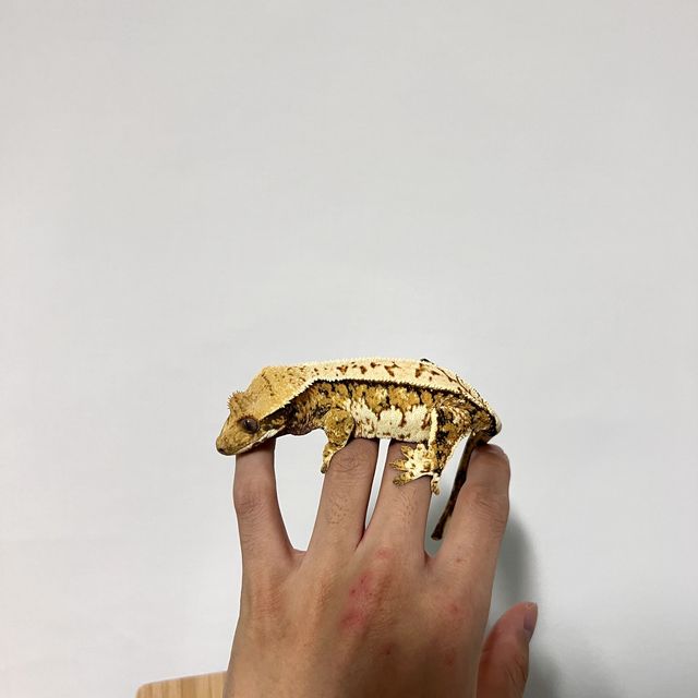 풀핀 노멀 트라이 핀스트라이프 쿼드