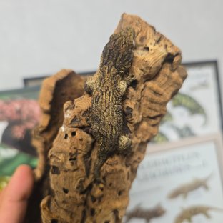 초코 블라썸
