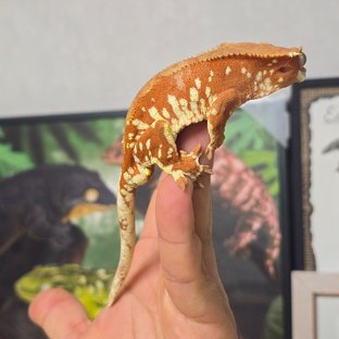 레드 바이 화이트포트홀