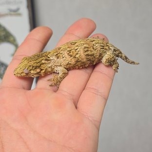 트루 컬러 브로쓰 모로