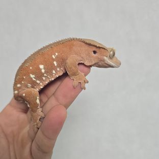 베리