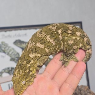 누아나 하이 컬러