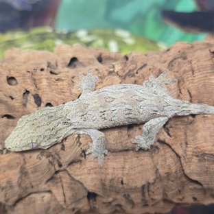 트루 컬러 브로쓰 모로