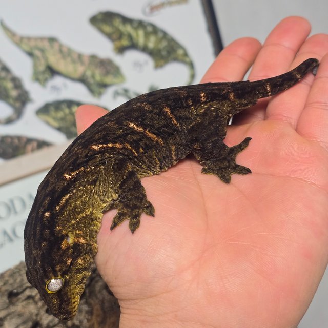 프리델 하키토 헷 멜라니스틱