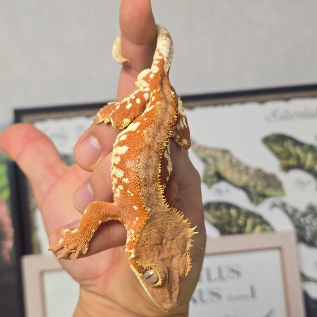 레드 바이 화이트포트홀