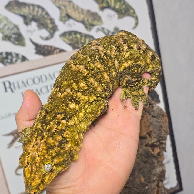 트루 컬러 브로쓰