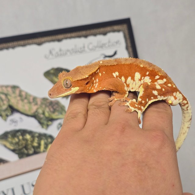 레드 바이 화이트포트홀