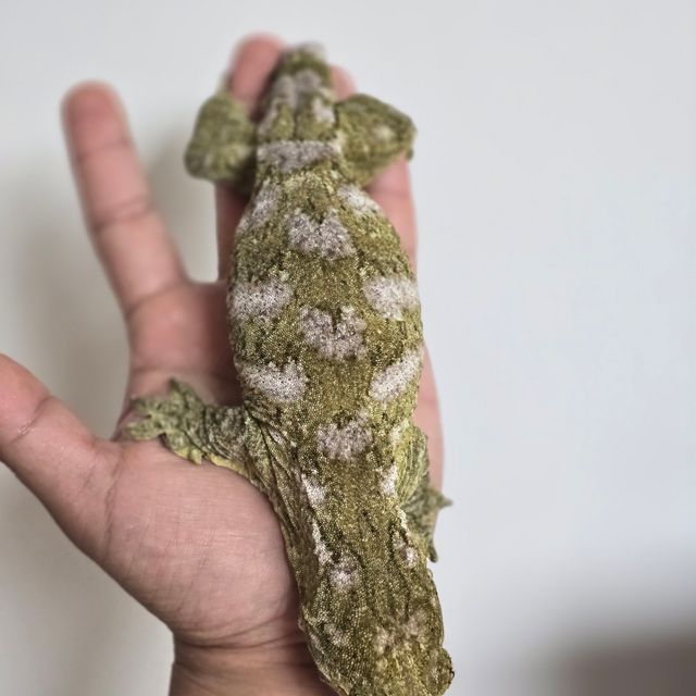 누아나
