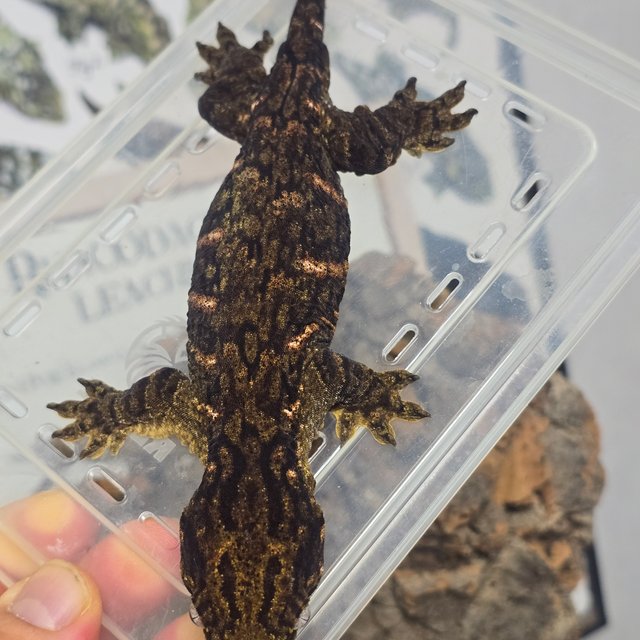 프리델 하키토 헷 멜라니스틱