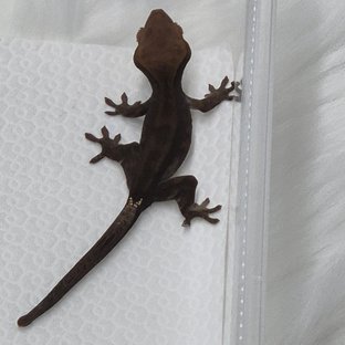 카푸치노 챠콜