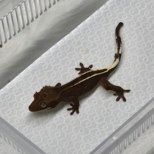 아잔틱