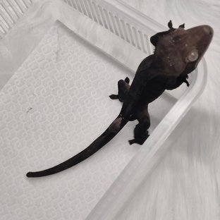 100%헷아잔틱 챠콜 카푸치노