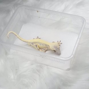 릴리 세이블
