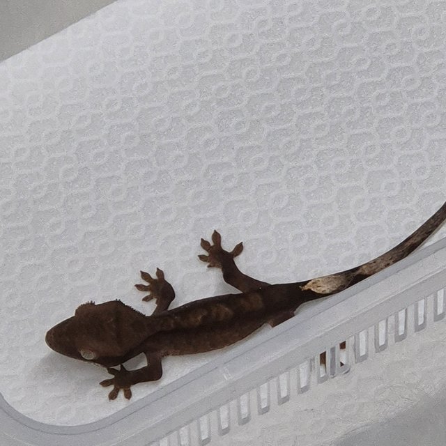 카푸치노 챠콜