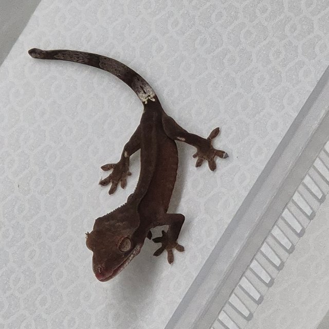 카푸치노 챠콜