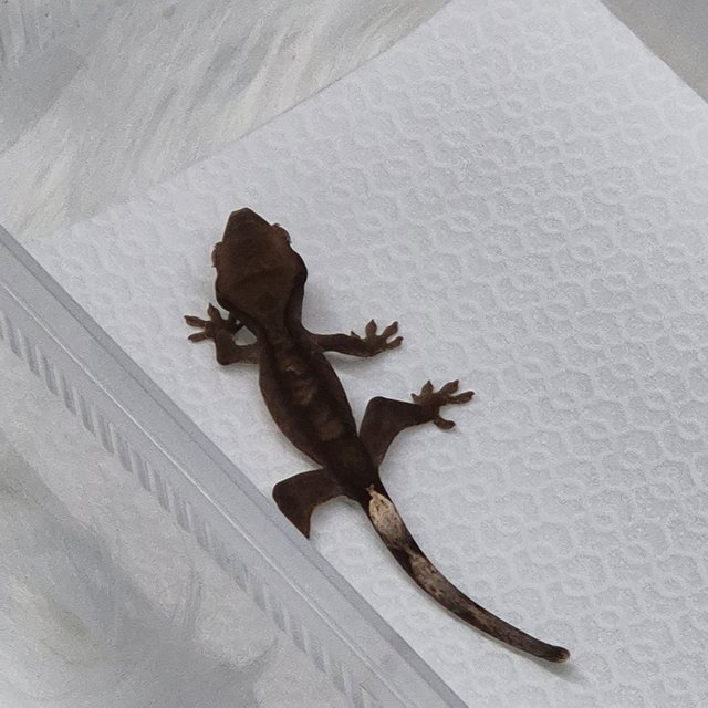 카푸치노 챠콜