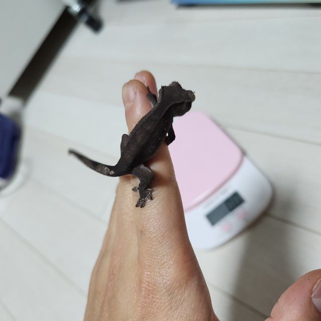 아잔틱