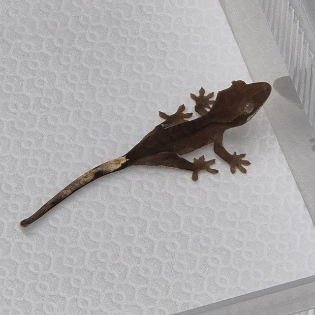 카푸치노 챠콜