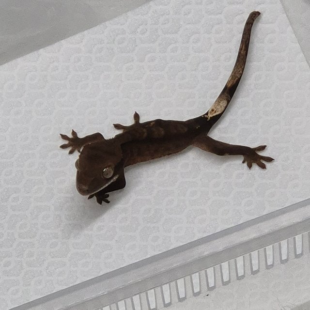 챠콜 카푸치노