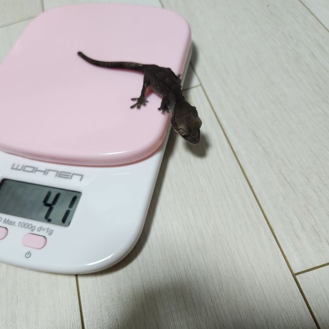 아잔틱