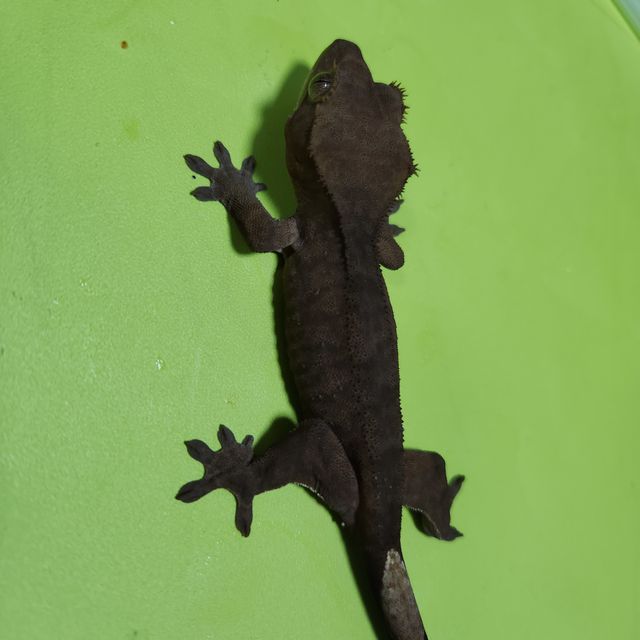 챠콜