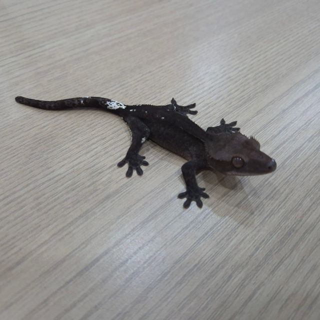 아잔틱
