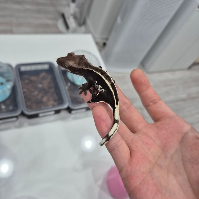 아잔틱