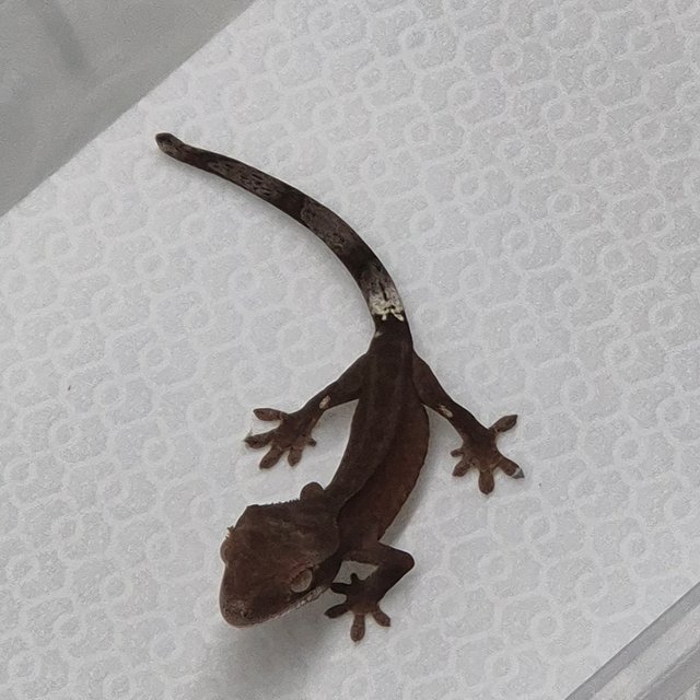 카푸치노 챠콜