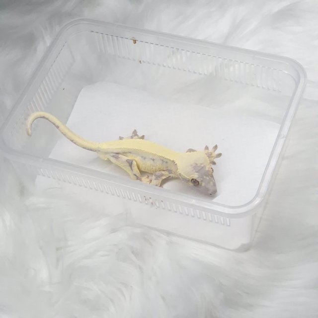 릴리 세이블