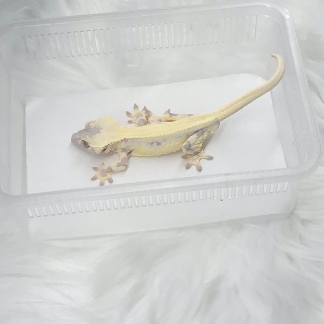 릴리 세이블