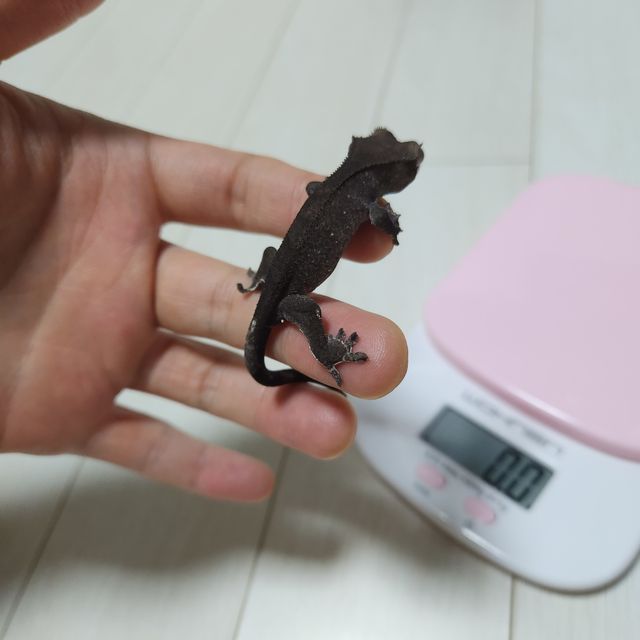 아잔틱