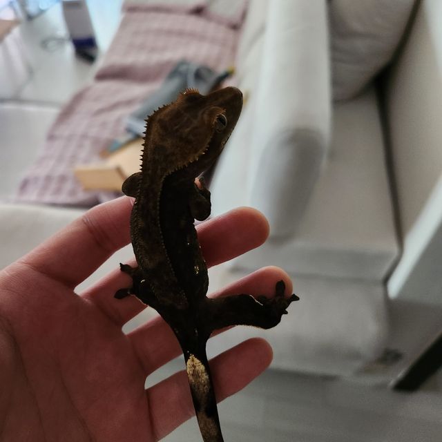 다크 챠콜