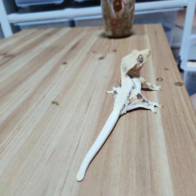 릴리화이트